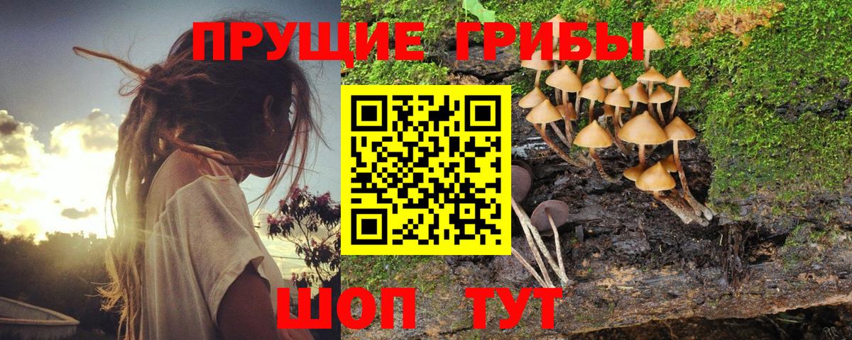 Псилоцибиновые грибы Psilocybine cubensis  Вход с VPN  Искитим 
